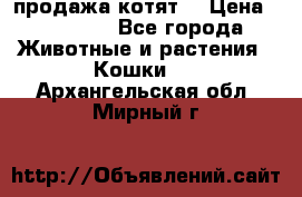 продажа котят  › Цена ­ 15 000 - Все города Животные и растения » Кошки   . Архангельская обл.,Мирный г.